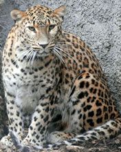 Leopard