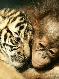 Tiger and Monkey