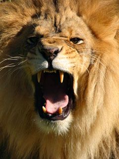North Carolina Zoo - Lion