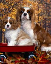 Cavalier King Charles Spaniel