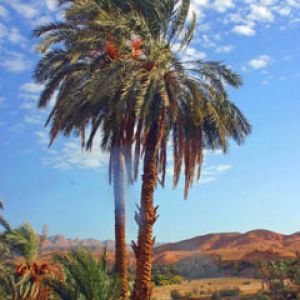 Nakhla