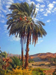 Nakhla
