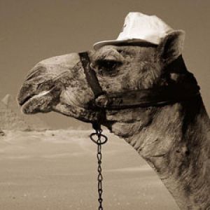 Camel Egypt