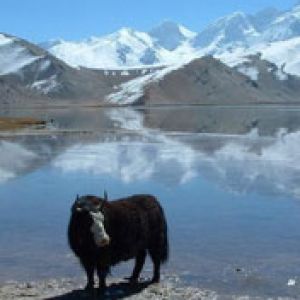 A Yak at Karakol Lake