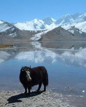 A Yak at Karakol Lake