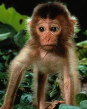 Baby Monkey