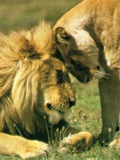 Lions