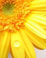 Yellow Gerbera