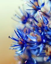 Blossom Ice Blue