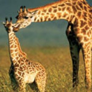 Girafe