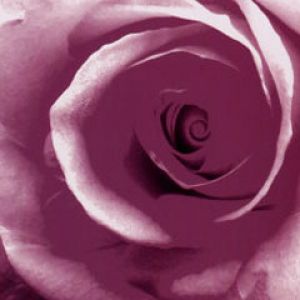 Lilac Rose