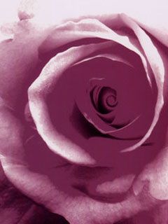 Lilac Rose