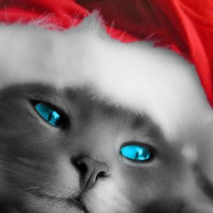 Christmas Cat