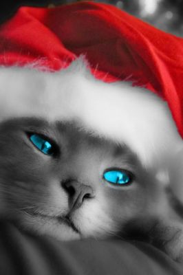 Christmas Cat