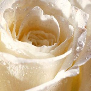 White Rose for You