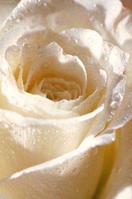 White Rose for You
