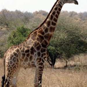 Giraffe