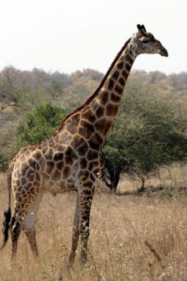 Giraffe