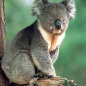 Koala