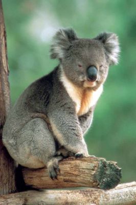 Koala