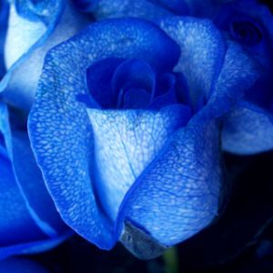 Blue Rose