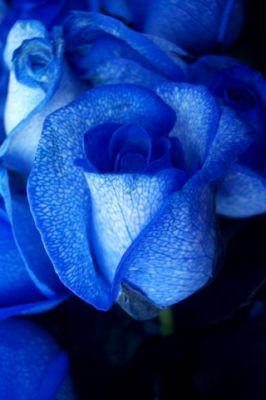 Blue Rose