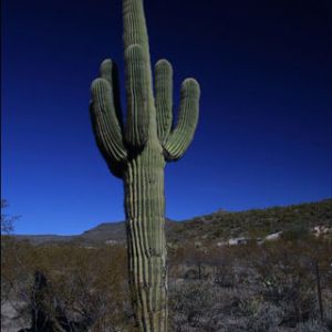 Saguaro Cactus