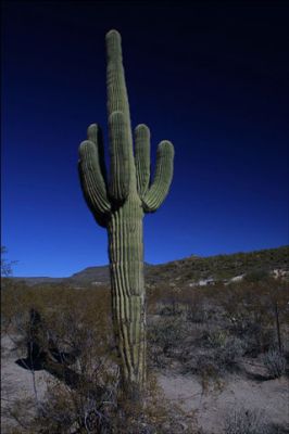 Saguaro Cactus