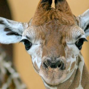 Giraffe - Zoo Berlin