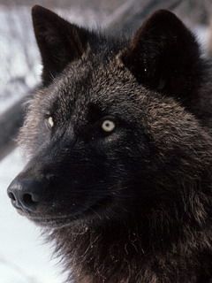 Wolf