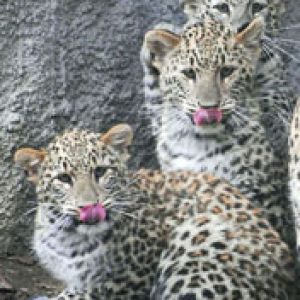 Leopards