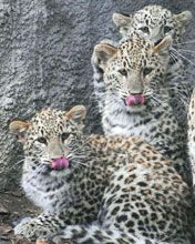 Leopards