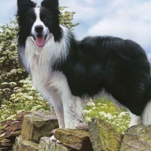 Border Collie