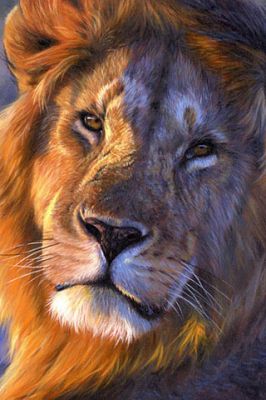 African Lion