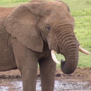 Elephant in Addo Elephant Park - Eastern Cape Sout