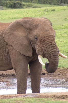 Elephant in Addo Elephant Park - Eastern Cape Sout