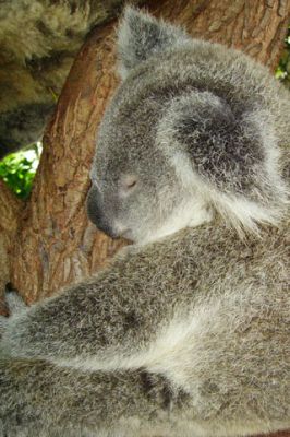 Koala