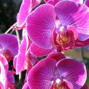 Orchidea