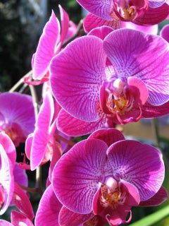 Orchidea