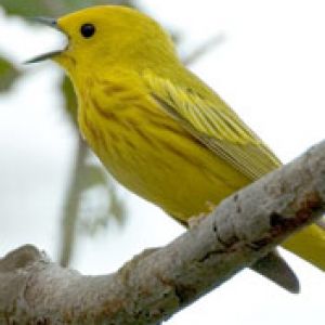 Yellow Warbler singing