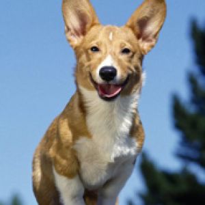 Grinning Corgi