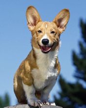 Grinning Corgi