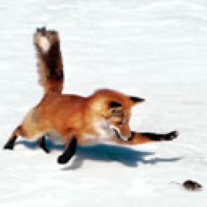 Fox