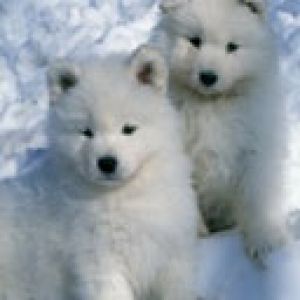 Samoyed Pups