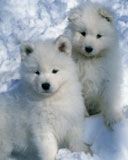 Samoyed Pups