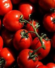 Tomato