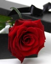 Red Rose