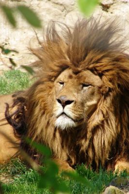 Lion - Osijek ZOO