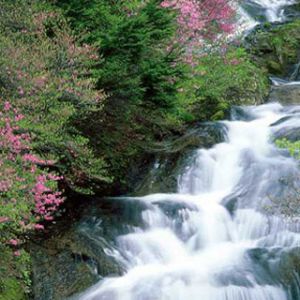 Tochigi Prefecture - Nikko - Japan