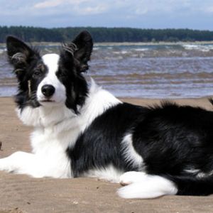 Border Collie